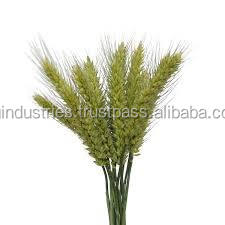 น้ำมันจมูกข้าวสาลีบริสุทธิ์จาก100% น้ำมันเมล็ดสกัดเย็นแบบไม่ผ่านการกลั่นน้ำมันหอมระเหยน้ำมันหอมระเหยสำหรับดูแลผิว - Product Image 6