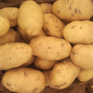 Crop tươi khoai tây hạt giống giá tại Trung Quốc - Product Image 5