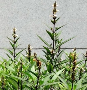 Justicia Gendarussa, Hierba de Hojas de Sauce, Plantas Herbales <span class=keywords><strong>Secas</strong></span>, Cortes de Justicia Gendarussa en Venta - Product Image 3