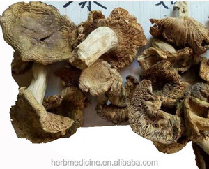 Essbare Pilze wilde und natürliche getrocknete Russula virescens