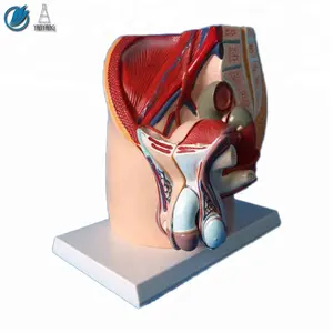 Modello di sistema pelvico urinario riproduttivo maschile umano