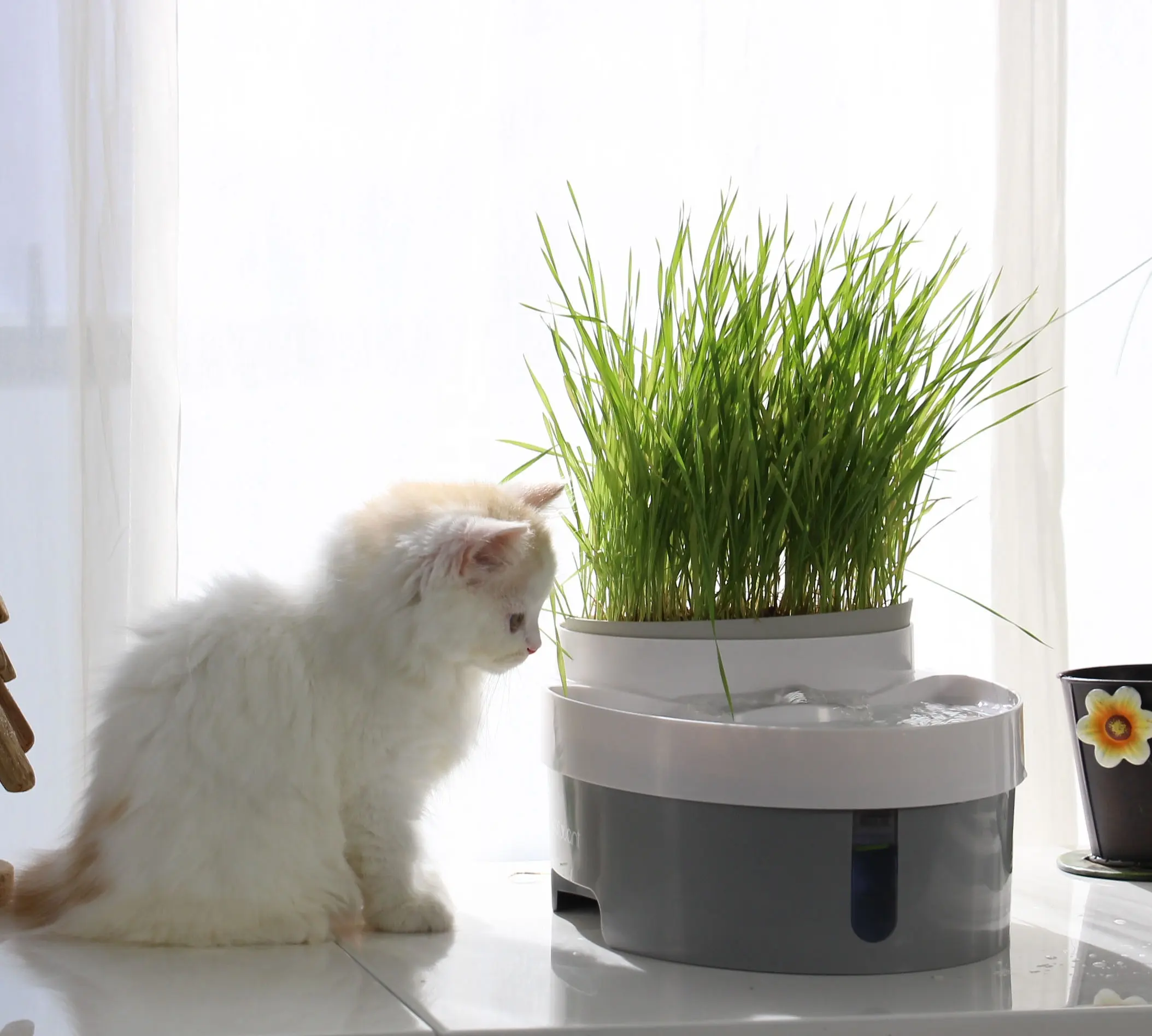 Fontaine d'eau 3 en 1, jouet pour animaux de compagnie