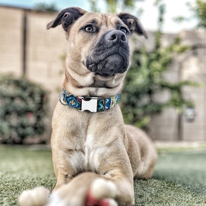 Baya nuevo diseño personalizado suave ajustable de Nylon para mascotas <span class=keywords><strong>Collar</strong></span> de perro - Product Image 6