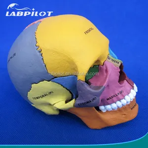 Modelo de calavera de color 1:2, modelo de calavera de montaje