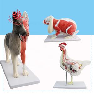 Dier Anatomisch <span class=keywords><strong>Model</strong></span>, Hond Kat Paard Koe Konijn Dier Skelet Anatomie <span class=keywords><strong>Model</strong></span> - Product Image 2