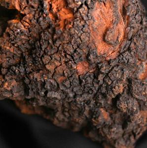 खरीदने 500g सच कच्चे नई स्वास्थ्य शीर्ष superfood chaga चाय बिक्री के लिए लाभ - Product Image 3