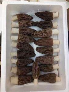 Harga Pabrik Jamur Morel Kering Jamur Morel Kering untuk Dijual - Product Image 3