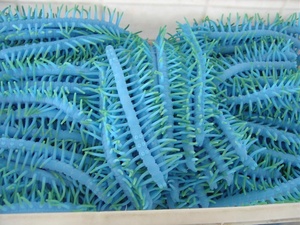 ของเล่นเพื่อบรรเทาความเครียดทำจากยางและพลาสติกทำจากตะขาบยืดได้เป็นมิตรต่อสิ่งแวดล้อม - Product Image 5