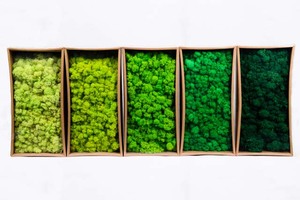 Eternal <strong>Moss</strong> <strong>Preserved</strong> Long Lasting Forever <strong>Moss</strong> - Product Image 2