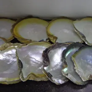 Prezzo a buon mercato grezzo giallo sea shell di massima per la vendita in magazzino