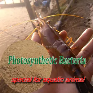 Fotosentetik Bakteriler Rhodopseudomonas palustris yem katkı için