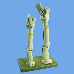 โมเดลขาม้าพลาสติก - Product Image 1