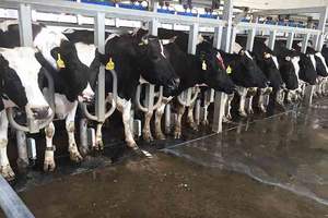 Système <span class=keywords><strong>de</strong></span> <span class=keywords><strong>traite</strong></span> rotatif à chevrons pour laitière - Product Image 5