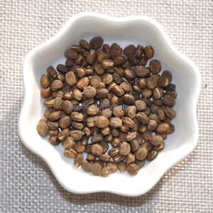 زرع بذور بذور بذور باناكس الجينسنغ الجينسنغ الطبيعية للبيع - Product Image 5