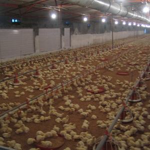 Cheken Trang Trại Gia Cầm Thiết Bị Nhà Gà Trang Trại Máy Móc Thiết Bị Mini - Product Image 3