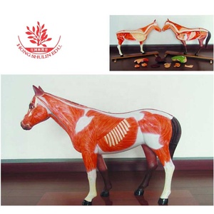 पशु हार्स पेट और हार्स गुर्दे गर्भाशय शरीर रचना विज्ञान मॉडल - Product Image 2