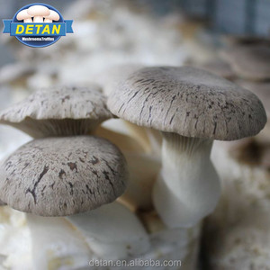 Detan eryngiiキノコ<span class=keywords><strong>mycelium</strong></span>販売 - Product Image 1