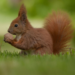 Done up handmade toy real fur <span class=keywords><strong>animal</strong></span> Christmas decoration squirrel - Product Image 4