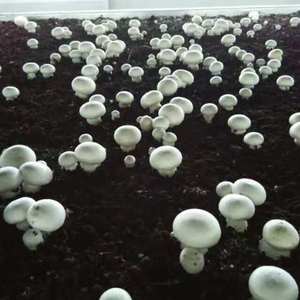 Tươi Và Bảo Quản Toàn Bộ Slice Ăn Mô Hình Đóng Hộp Nút Champignon Nấm Rau Với Halal Kosher Brc Giấy Chứng Nhận - Product Image 3