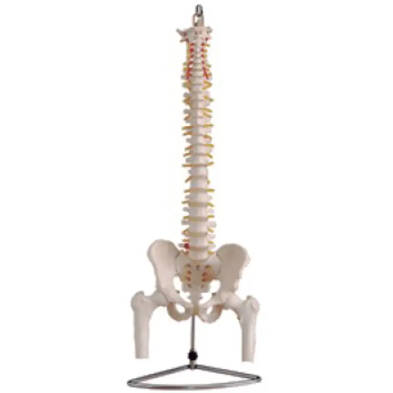 High Quality Natural Size Human Spinal Column Pelvis Leg Bone Model