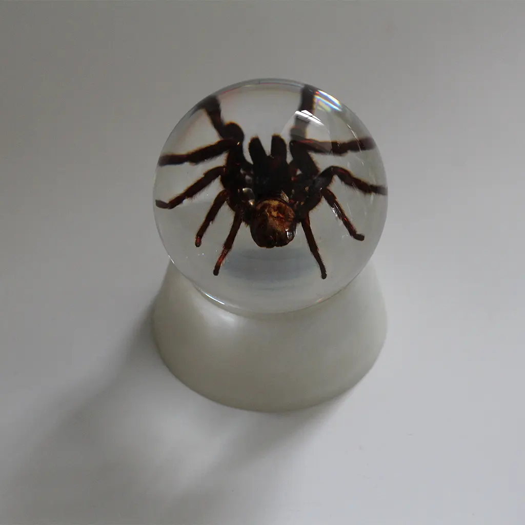 Tarantula in 100mm Sphere Glas Bal met Plastic Basis voor Desktop Decoratie