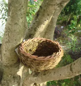Giardino nido di uccello casa