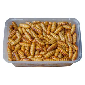 Diskon Besar Lezat Dry IQF Frozen Silkworm Kering Pupae