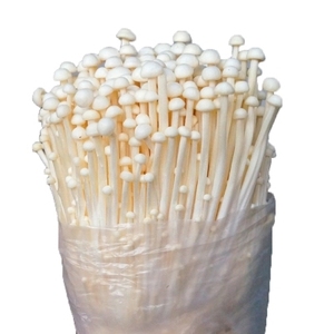 Detan טיפח טרי <span class=keywords><strong>Enoki</strong></span> פטריות - Product Image 4