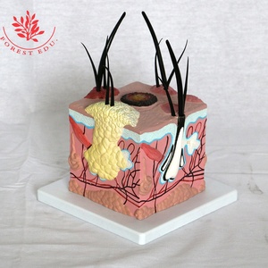 برغوث كبير على جلد الكلب نموذج تشريحي - Product Image 3