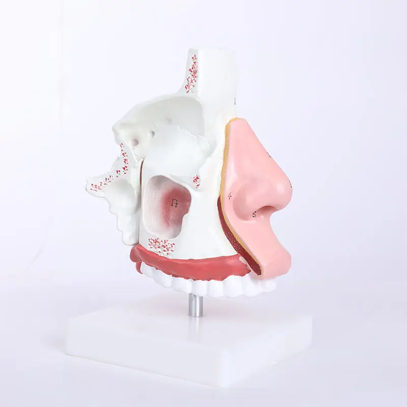 Pvc Colore della Vita Naturale Formato di Alta Qualità Cuore Umano Gola Polmone Bulbo Oculare Anatomia 3d Modello