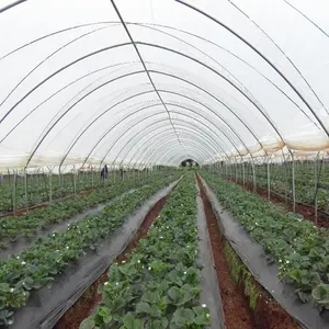 Skyplante verte en plastique Anti-pluie, serre de Production de légumes