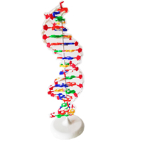 Modelo de ADN Gelsonlab HSBM-369, Modelo de Estructura del ADN