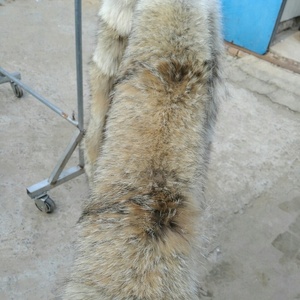 Wholesale custom size detachable genuine <strong>coyote</strong> <strong>fur</strong> collar Zhaorun <strong>trim</strong> stripes for garment