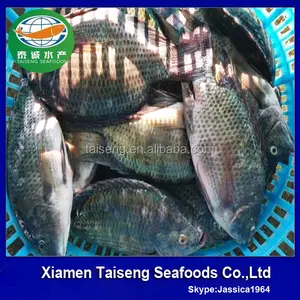 De fruits de mer congelés fournisseur vendre tous les Types de pas cher Tilapia poissons