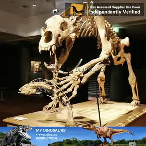 我的恐龙骨骼化石动物骨骼的骨化化石珊瑚