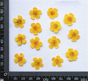 Настоящие сушеные прессованные цветы <span class=keywords><strong>Ranunculus</strong></span> Japonicus Buttercup - Product Image 3