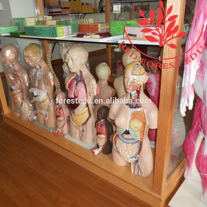 Modello Anatomico della Testa con Nervi e Vasi Sanguigni di Testa e Collo con Taglio Sagittale - Product Image 5