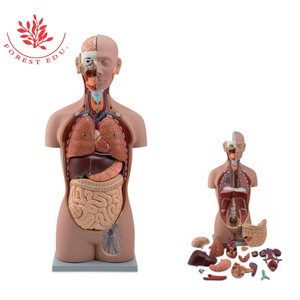 Modèle de torse <span class=keywords><strong>humain</strong></span> classique unisexe, organes internes, 16 parties, modèle de torse <span class=keywords><strong>humain</strong></span> médical sans sexe - Product Image 2