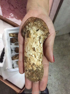 מחיר Detan ההקפאה יבשה פטריות Matsutake יצוא - Product Image 3