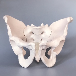 Medisch anatomisch <span class=keywords><strong>model</strong></span> van een volwassen mannelijk bekken, levensgroot menselijk bekkenbeenmodel. - Product Image 3
