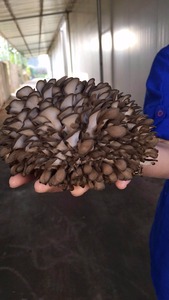 Giá Nấm Bán Sỉ/Bánh Ngọt Tươi - Product Image 4