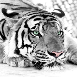 Papel para hoteles en blanco y negro Tigre animales 3D Mural comprar <span class=keywords><strong>Wallpaper</strong></span> papel pintado dormitorio