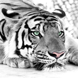 Wallpaper For Hotels Black And White Tiger Animals 3D Mural Buy Wallpaper Wallpaper Bedroom