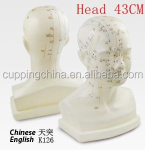 43cm अंग्रेजी चिकित्सा एक्यूपंक्चर मॉडल जीवन आकार मानव सिर एक्यूपंक्चर अंक मॉडल पुरुष एक्यूपंक्चर मॉडल - Product Image 2