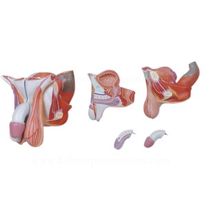 Ayuda para enseñanza biológica, cuerpo humano, órganos genitales masculinos, modelo - Product Image 2