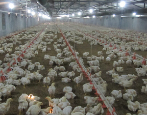 Venta caliente profesional diseño de aves de corral equipos de control de entorno de engorde/criador/turquía - Product Image 5