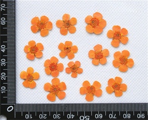Настоящие сушеные прессованные цветы <span class=keywords><strong>Ranunculus</strong></span> Japonicus Buttercup - Product Image 4