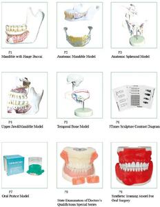 <span class=keywords><strong>Dental</strong></span> studio Anatomico Mandibola modello - Product Image 5