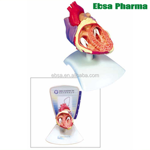 Avanzada suministros médicos humanos enseñanza corazón modelo - Product Image 1