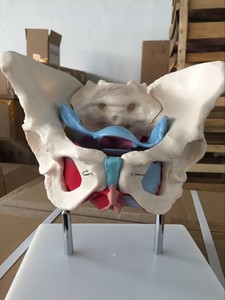 BIX-A1037 Modelo de Pelvis Femenina de Tamaño Real con <span class=keywords><strong>Músculos</strong></span>, Simulación de Ciencias Médicas Humanas - Product Image 2